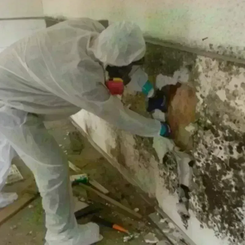 Mold Remediation and Removal in Fort Worth, TX